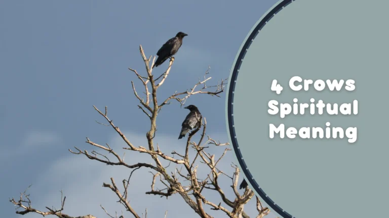4 Crows Spiritual Meaning