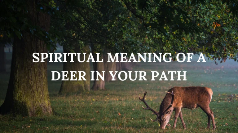 Spiritual Meaning of a Deer in Your Path