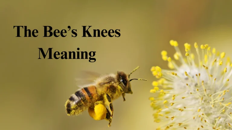 The Bee’s Knees Meaning